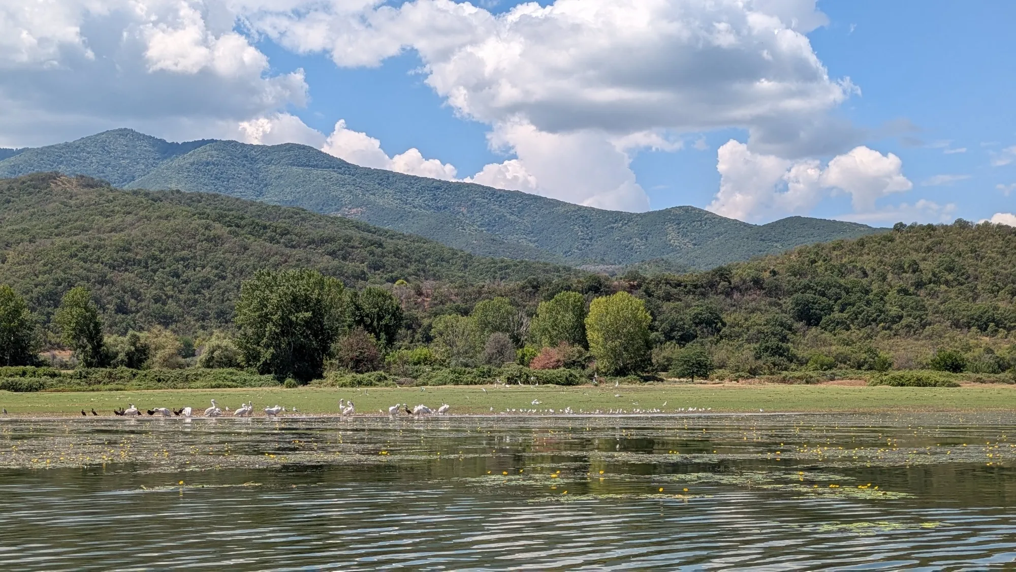 Πελεκάνοι και κορμοράνοι συγκεντρώνονται στην όχθη της Λίμνης Κερκίνης κάτω από πράσινα βουνά, σε βόλτα με βάρκα της Salty Soil