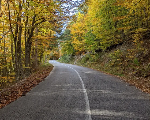 A winding road through golden autumn beech forest on Mount Olympus, on a Salty Soil day trip from Thessaloniki