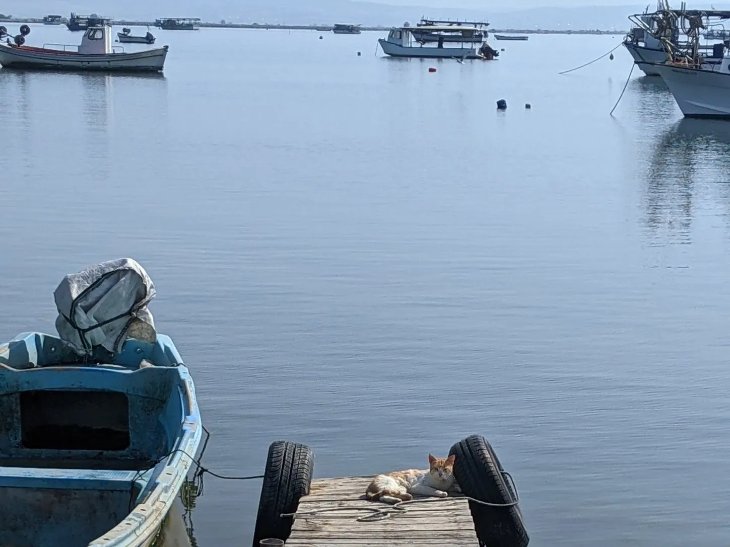 Μια γάτα ξεκουράζεται στην άκρη μιας ξύλινης προβλήτας δίπλα σε ψαροκάικα, στα ήρεμα νερά του Θερμαϊκού κοντά στη Θεσσαλονίκη