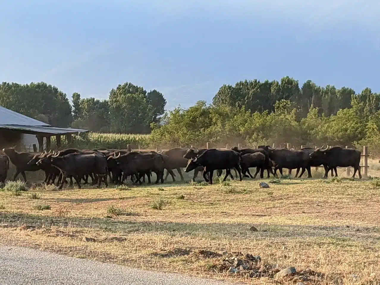 Buffalos at Kerkini lake, day trips with Salty Soil Thessaloniki.