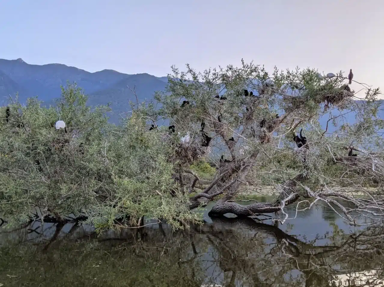 Cormorants at Kerkini lake, day trips with Salty Soil Thessaloniki.