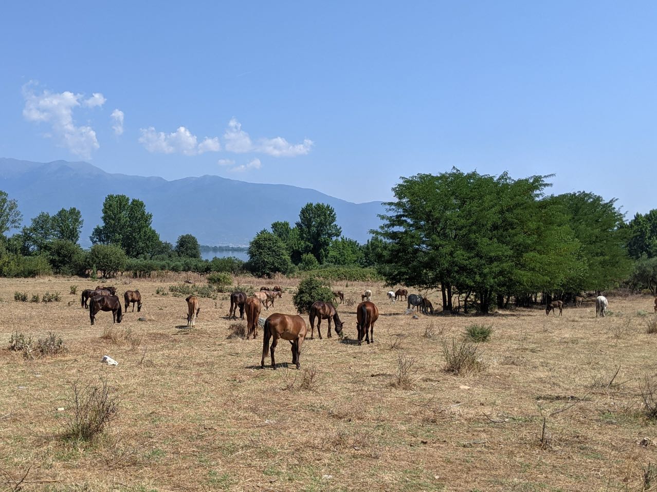 Horses at Kerkini lake, day trips with Salty Soil Thessaloniki.