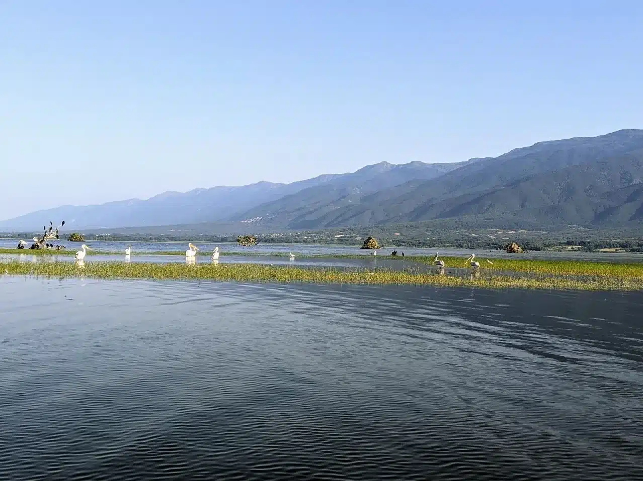 Pelicans at Kerkini lake, day trips with Salty Soil Thessaloniki.