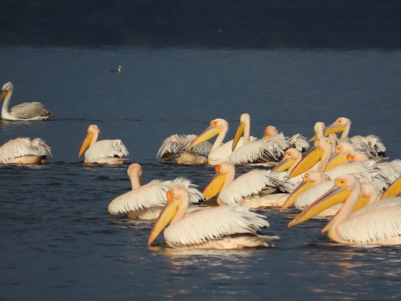 Group of pelicans swimming on Lake Kerkini during a wildlife experience in Greece with Salty Soil